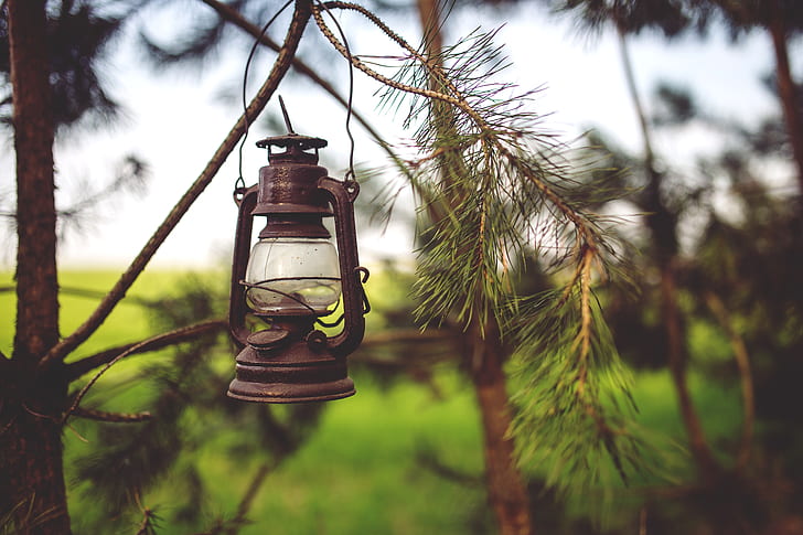 gas lamp hanging on tree stem