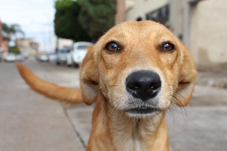 short-coated brown dog macro photography