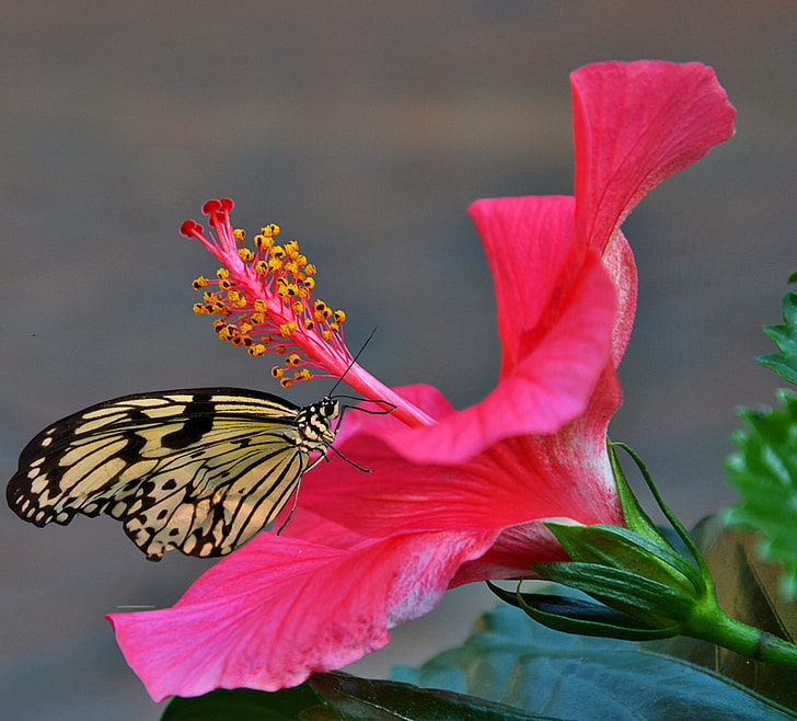 paperkite butterfly perched on pink hibiscus