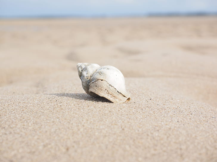 selective focus photographed of white shell on sand