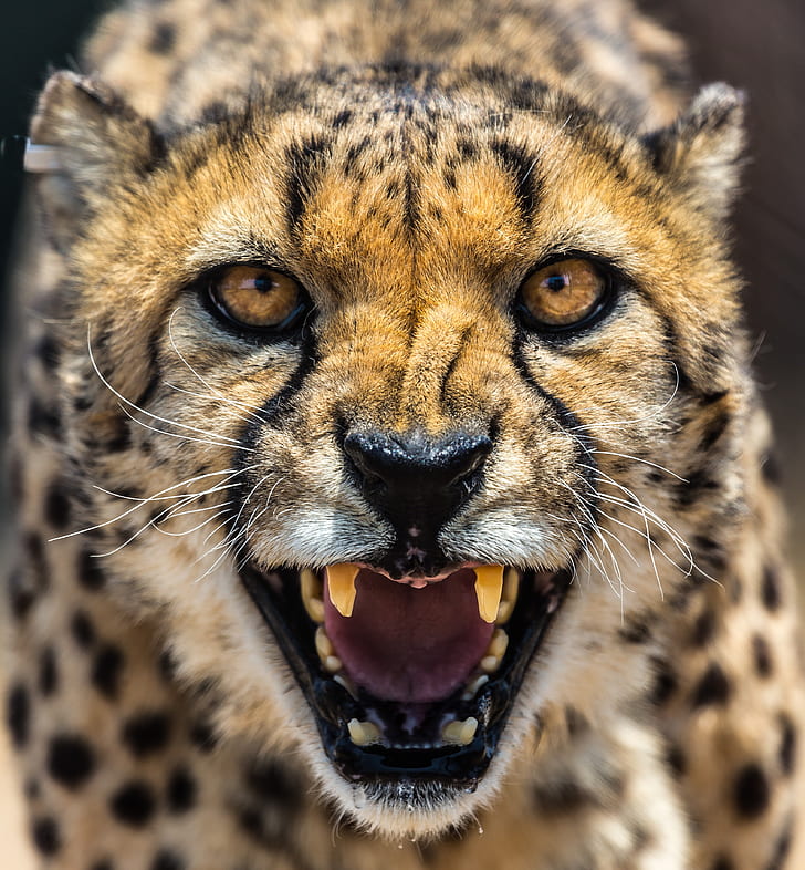 closeup of howling cheetah