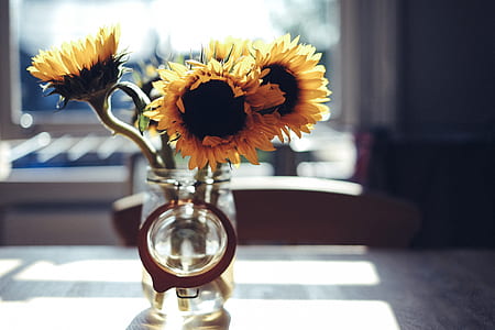 selective focus photography of sunflower in vase