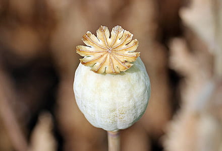 macro photography of white and yellow flower bud