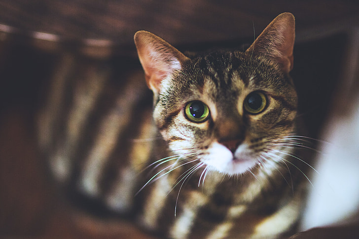 Closeup shot of a house cat