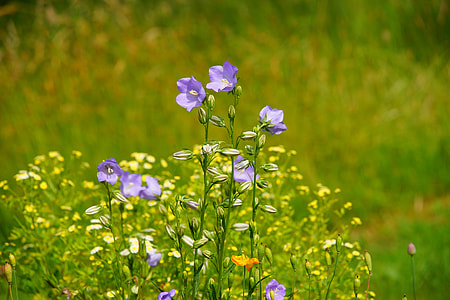 selective focus photography of purple bellflower