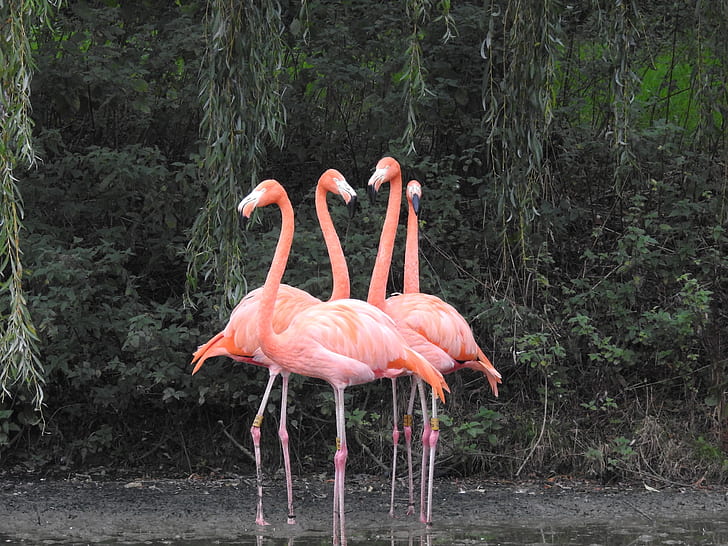 four pink flamingo on body of water