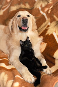 adult golden retriever with black cat on brown textile