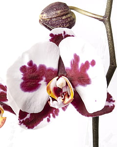 Close-up of Orchids