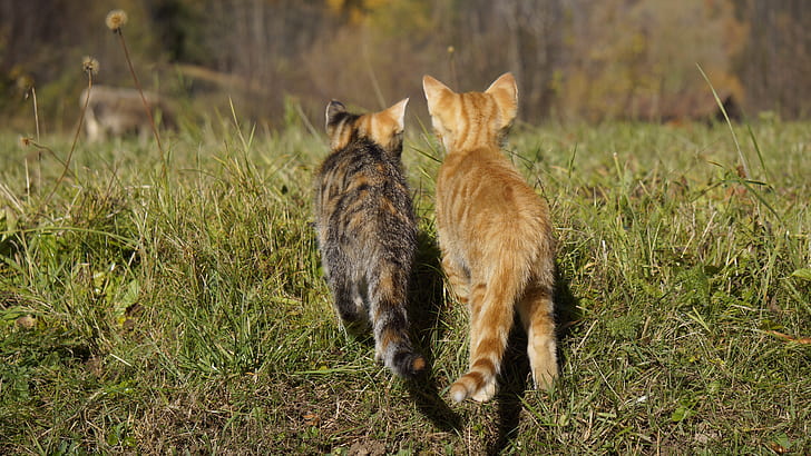 two tabby kittens on green grass