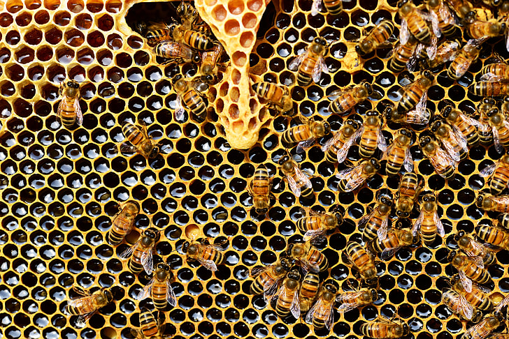 swarm of bees on honeycomb