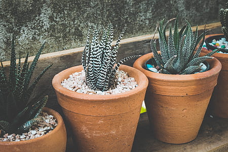 three plants in brown pots