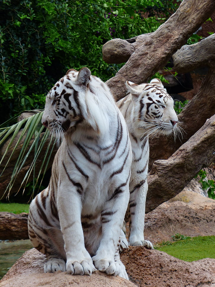 wildlife photo of two albino tigers