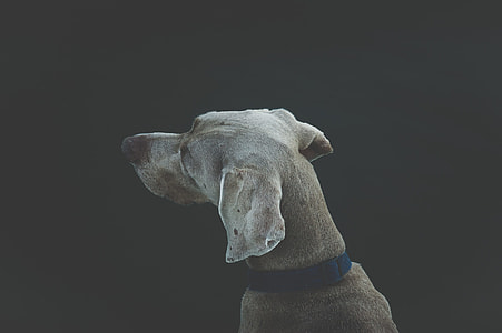 tan short-coated medium-sized dog