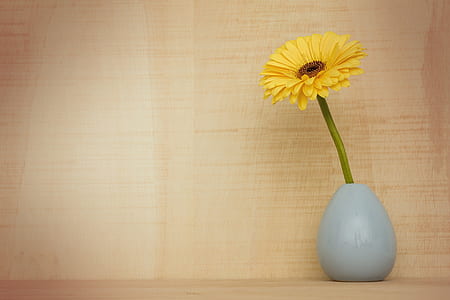 yellow sunflower in gray ceramic vase