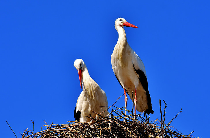 two white pelican birds on nest