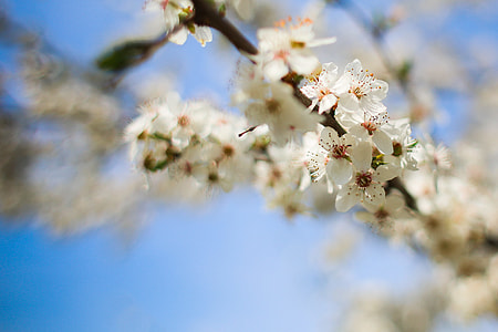 Flowering Apple-Tree