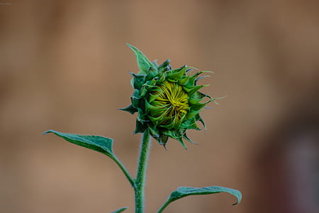 Close-up Photo of Sunflower