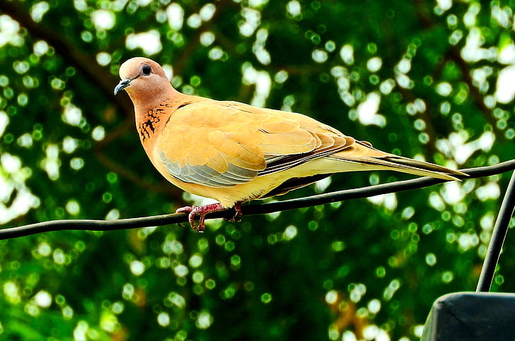 short-beak yellow bird selective focus photography