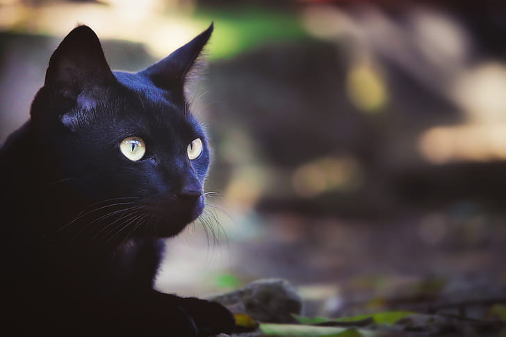 tilt shift lens photography of black cat during daytime