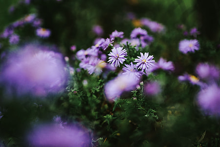 Purple flowers close-ups