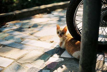 Orange Tabby Kitten on Motorcycle Wheel
