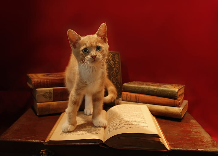 orange tabby cat on top of book on table