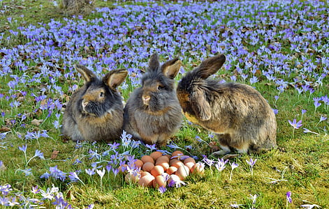 three brown rabbits near brown eggs and purple flower field at daytime