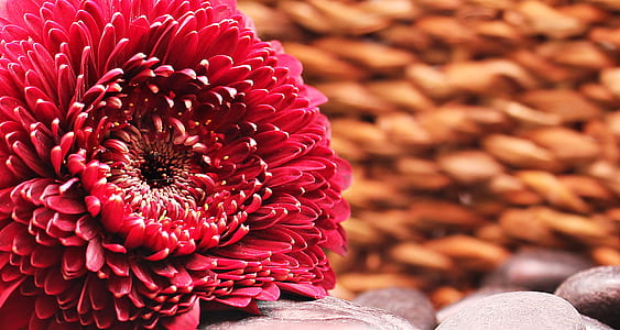 selective photo of red Gerbera flower