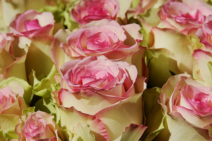closeup photo of white-and-pink rose glowers