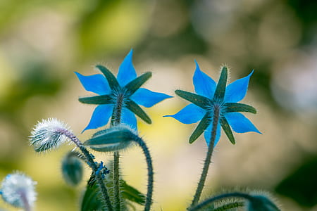 macro shot photography of blue rose