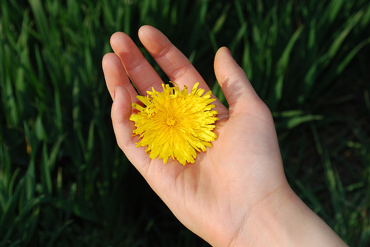 person holding yellow petaled flower during daytime