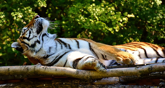 lying tiger on wood