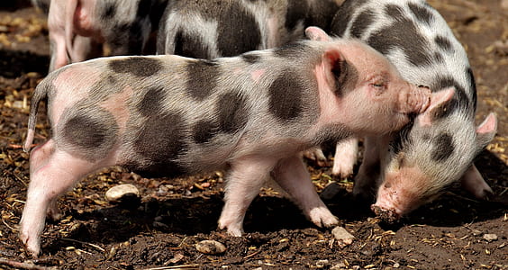 four black-and-grey piglets