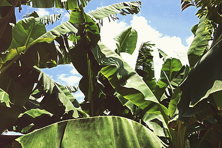 green banana trees during daytime