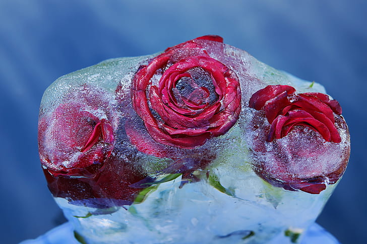 three frozen red roses
