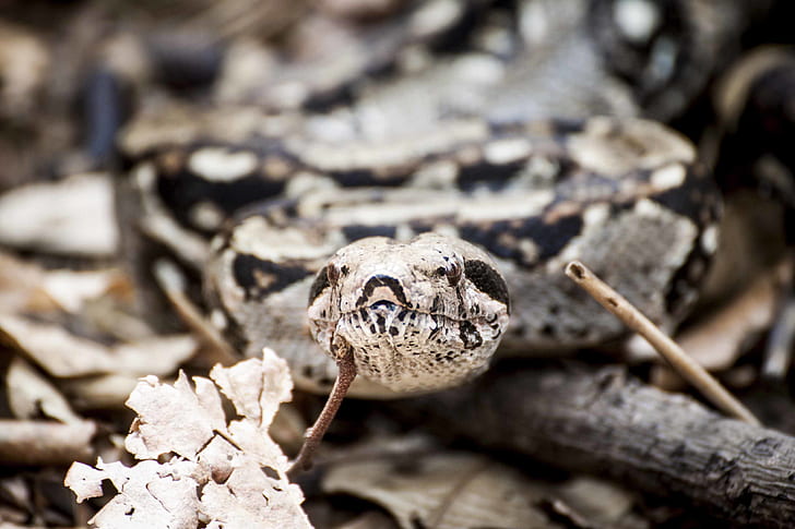 Photography of Gray and Brown Snake