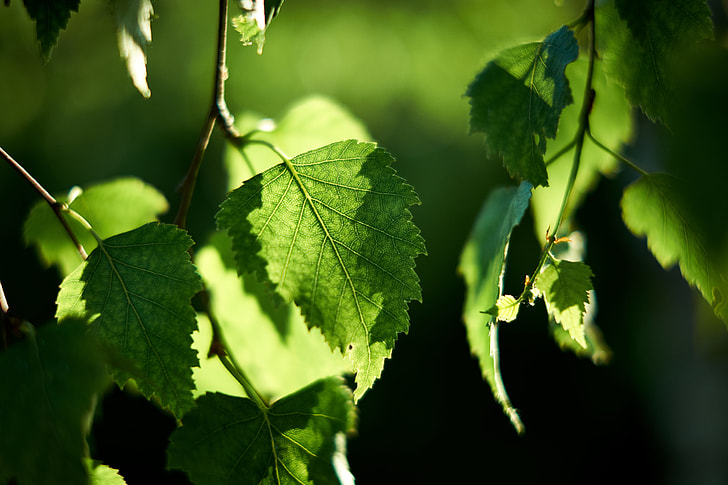 green leaf tree close up photography