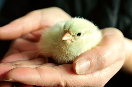 closeup photo of person holding chick