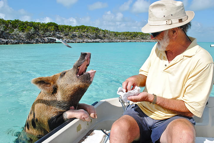 man feeding brown and black pig on boat