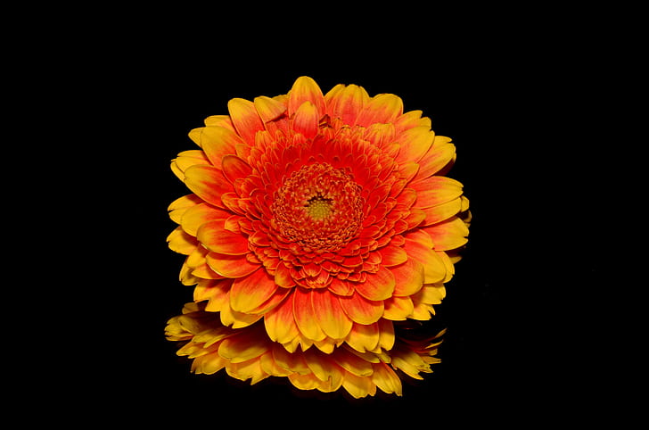 yellow and orange cluster flower