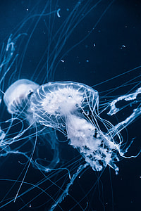 photography of jelly fish under sea