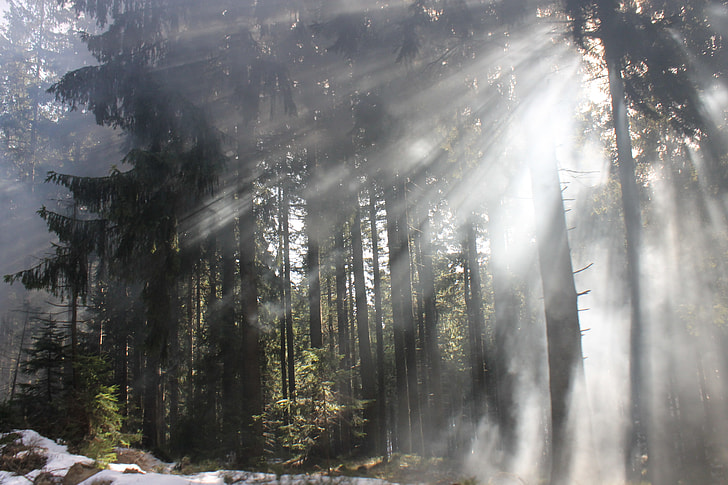 crepuscular rays through trees