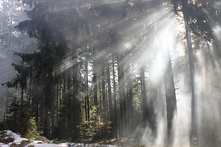 crepuscular rays through trees