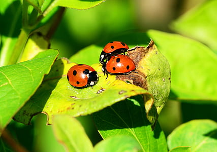 closeup photo of three lady bugs on green leaf plant