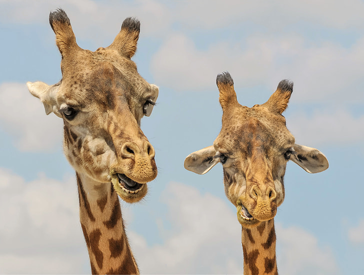 two Giraffe Head illustrations