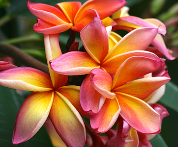 shallow focus photography of pink and orange plumeria flower