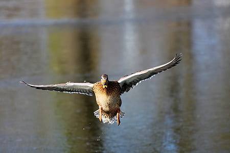 photo of soaring duck near body of water