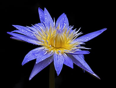 close-up photo of blue and yellow waterlily flower