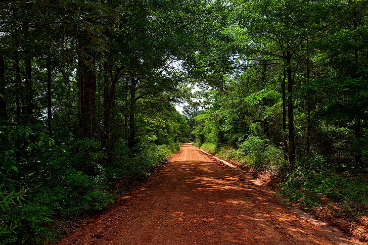 brown muddy roadway surrounded by trees photograph