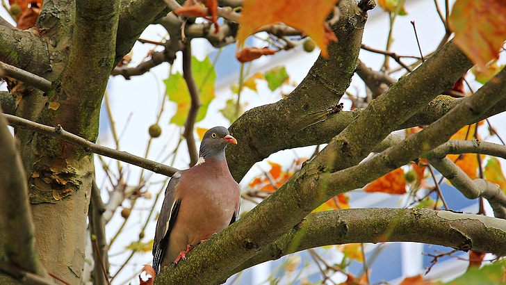 brown and grey pigeon perched on tree branch during daytime